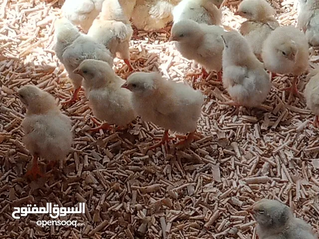 صوص لاحم ... سعر 35 قرش