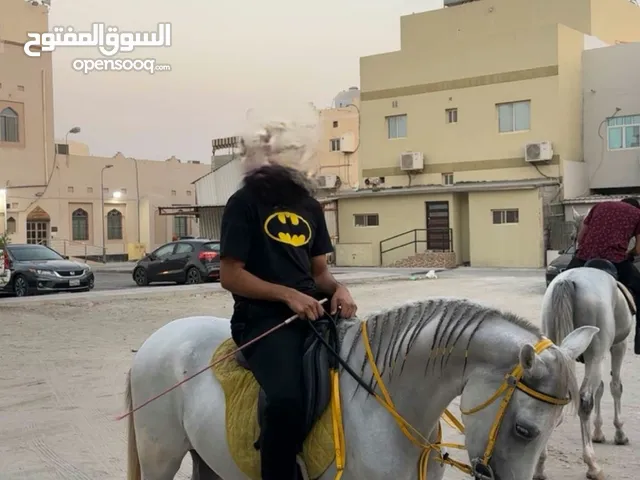 خيل عربي للبيع