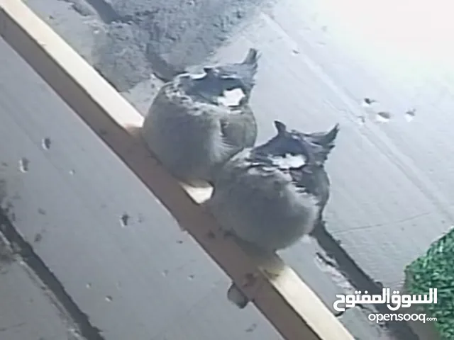 زوج بلابل هملايا منتجات