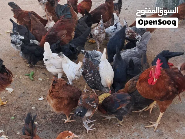 متوفر دجاج عربي