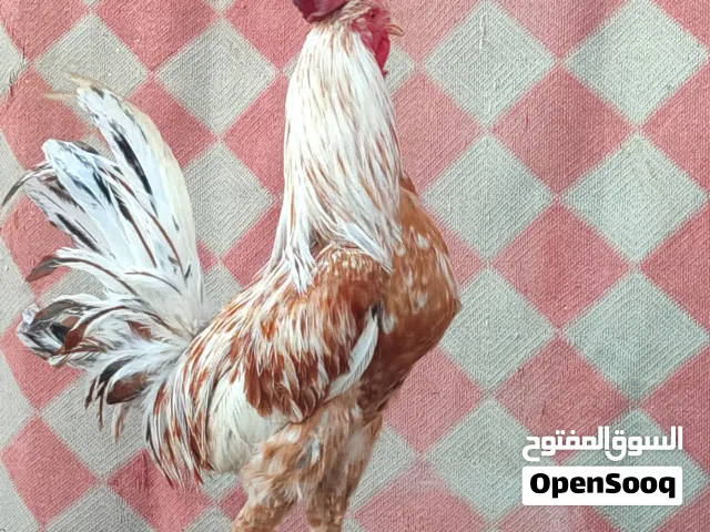 ديك ودجاجه اللوان مطلوبه ومنتجين