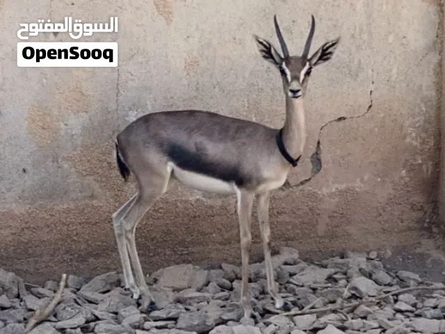 انثى الدماني عشار