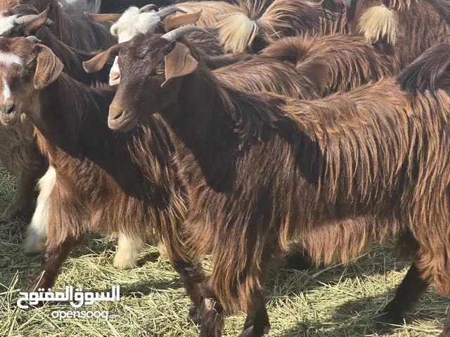 بكار ما جالهن ولدن ومعهن تيس شي عشرات وشي ذبايح سمان فول السعر 75 ف الرأس بالجمله وتنقي حسب الاختيار