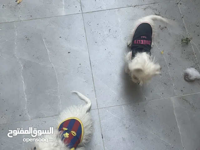 كلاب معهم منزل