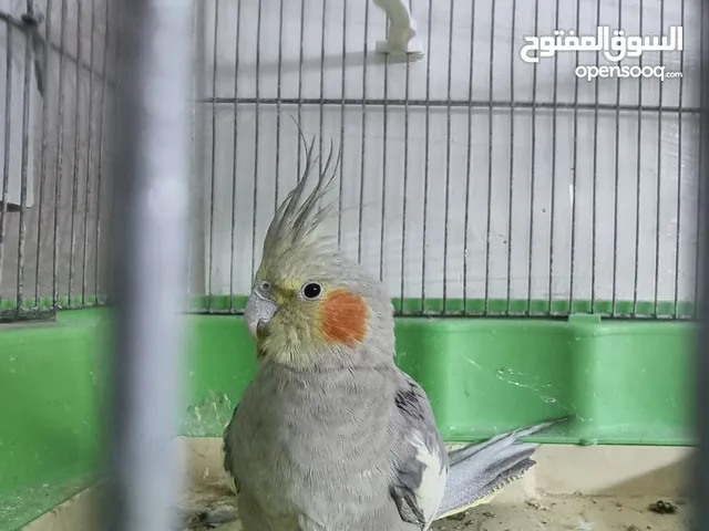 جوز كوكتيل أليف للبيع+ قفص حجم كبير للتزاوج