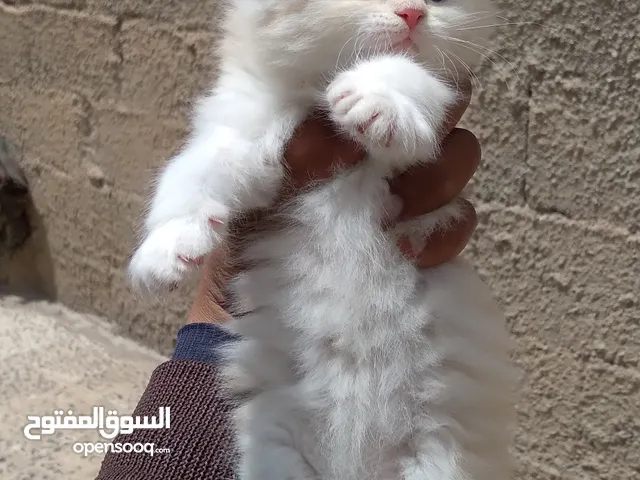 قطط شيرازي اصل للبيع العمر شهر