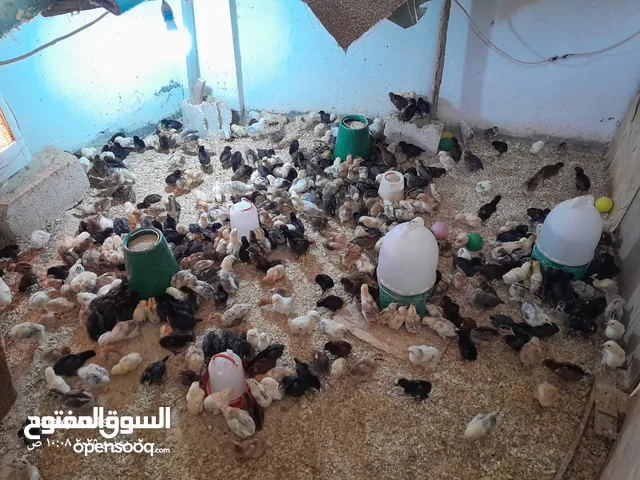 يوجد صوص بلدي عمر شهر  ماخذ مطعوم التهاب سره ونيوكاسل عدد 300 مطلوب في كوم 70