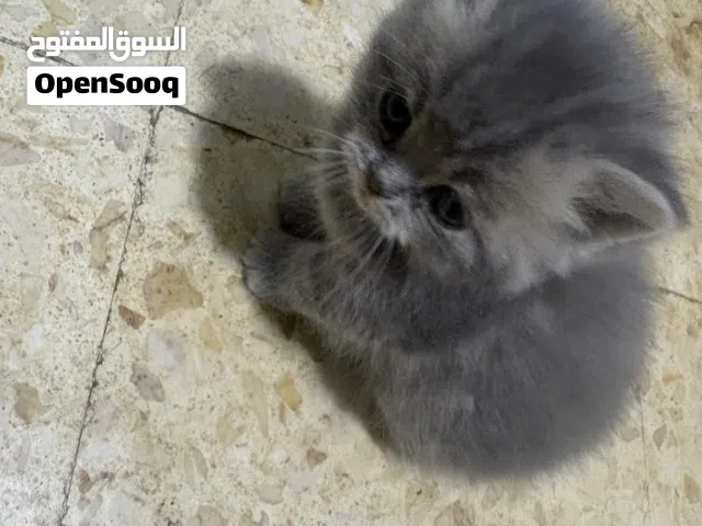 اناثي سكوتش ستريت سلفر  وسكني بيور ويوجد صور للأهل عمرها 55 يوم المهتم فقط يتواصل