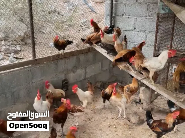 للبيع ديوك عربية