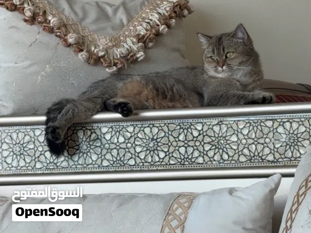 Female cat her name is Lila looking for new home