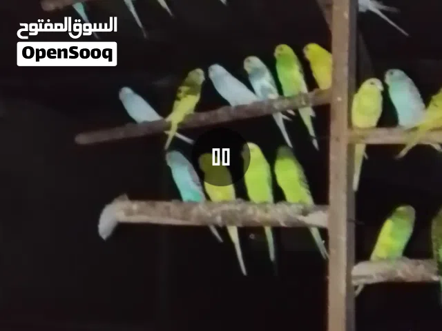 ازواج بادجي منتجه