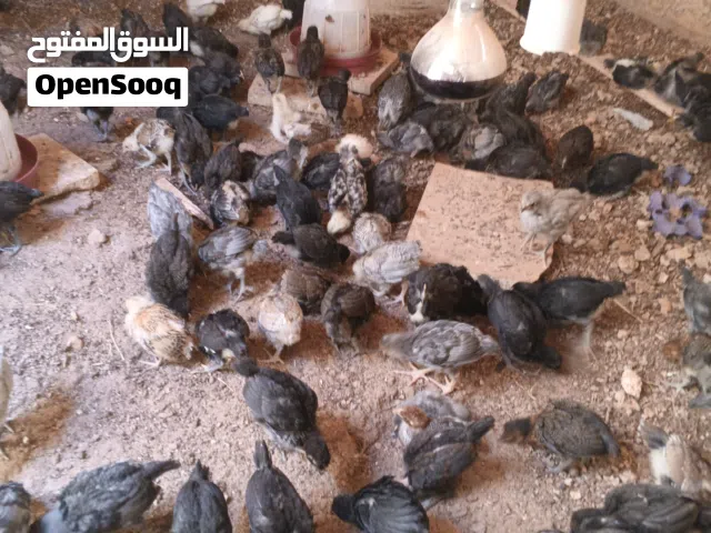 صوص للبيع اربد الصريح