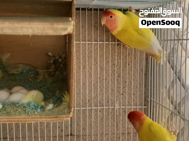 زوج  طيور رواز مع البيض