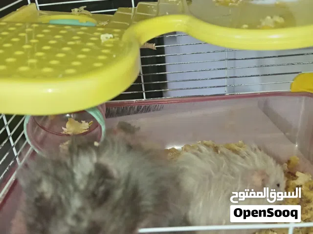 ثلاثة هامستر نوعية نضيفة للبيع بسعر اقل من السوق بكثير ومعاه قفص كبير