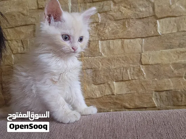 قطط شيرازي للبيع