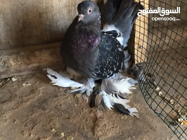 حمام انتاج روسي للبيع