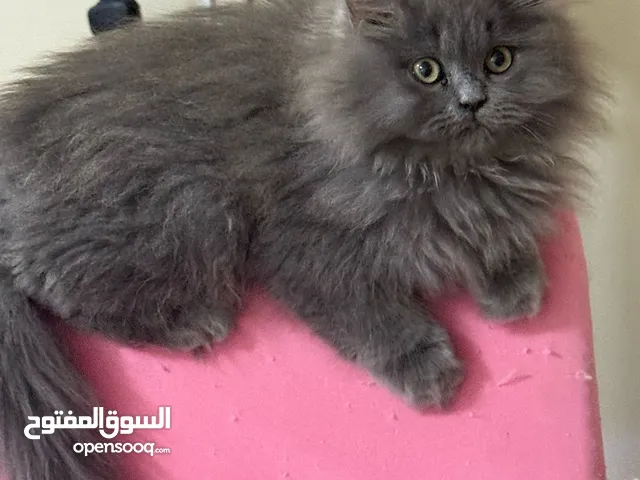 قطة شيرازي على بيرتيش قطة اسكوتش على بيرتيش لونج هير