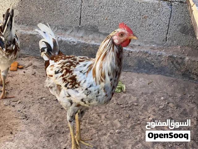 5 ديوك وطنيات