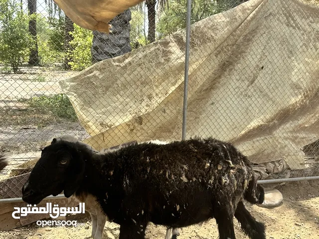للبيع جعد ممتازات لتربيه