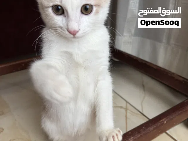 قطط هملايا وقط بلدي