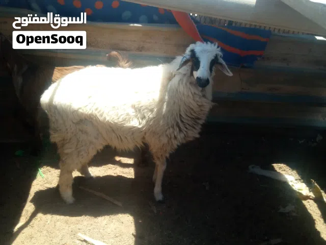 حولية موس عمرها قريب تسكر 9شهور