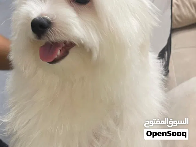 مالتيز عمره 10 شهور لعوب و أليف مع كل اغراضه و الأكل