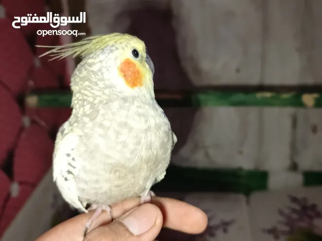 كوكتيل اليف طينه بدايت كلام اقره وصف___كوكتيل اليف طينه بدايت كلام ___كوكتيل اليف طينه بدايت كلام __