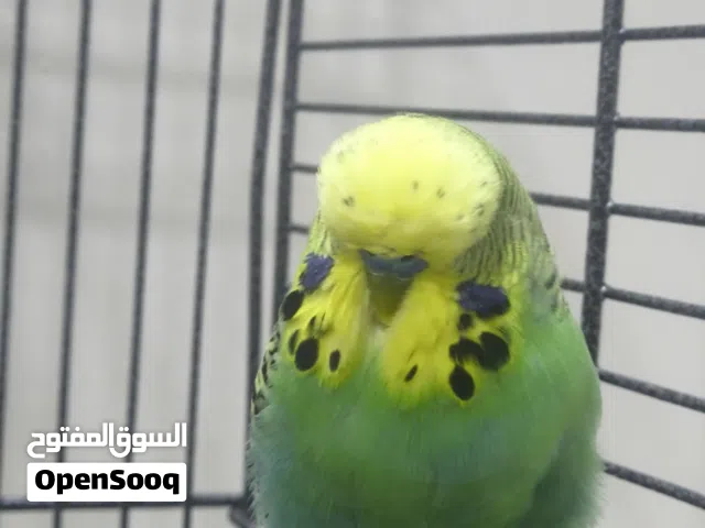 طيور حب انكليزي