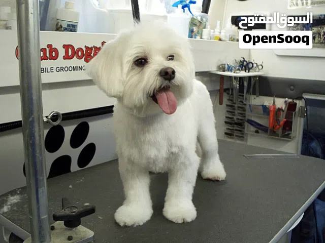 male Maltese dog