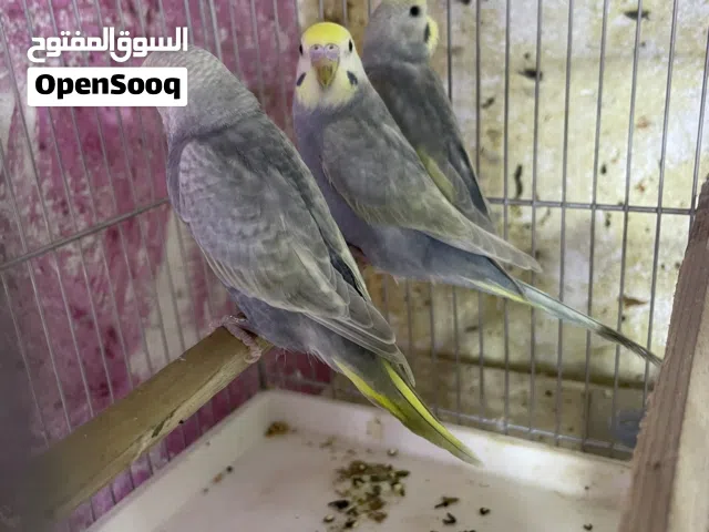 طيور حب رينبو