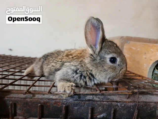 ارانب صغيره
