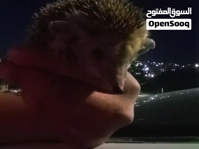 قنفذ للبيع