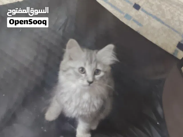 قط شيرازي متعود على الاكل و الليتر بوكس  مون فيس نثيه عمر شهرين لون رصاصي قابل للتفاوض