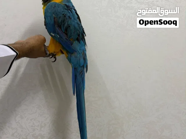 انثى مكاو بلو اند جولد