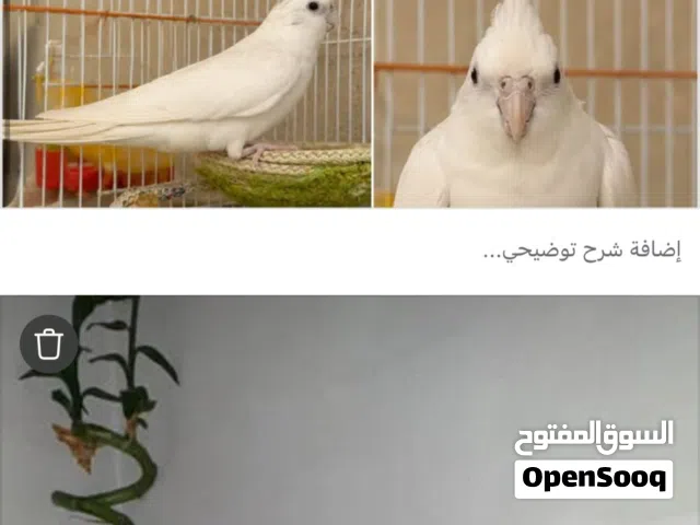 كوكتيل كراوان نوع البينو عيونه حمر+++قفص+ مأكليات ومشربه ماء