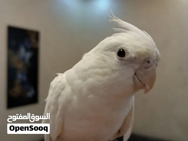 طيرة كوكتيل البينو اليفة مية المية صحة ونظافة وحجم ثوب كامل ولا ضربة  بسعر حرق (الوصف مهم)