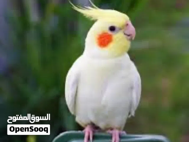 احتاج طيور للتبني كروان او روز وغيرها