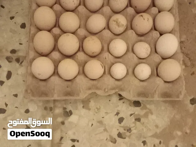 35 بيضه زينه براهما كيني استرالوب استرالي بسعر كزبوني