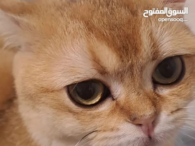 قطه ستريت سكوتش 11 انثى عمرها سنه لون جولد