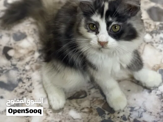 قطة بريتش انثى