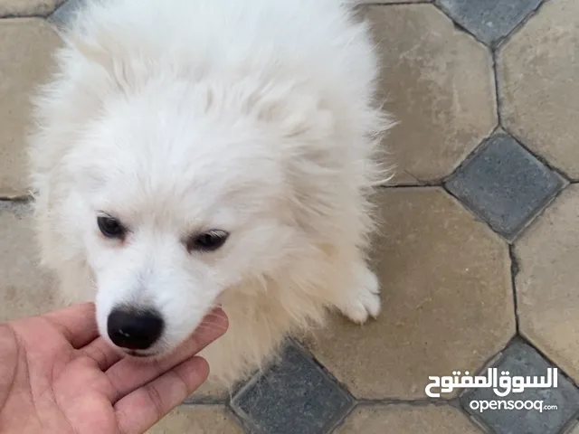 Pomeranian dog white and a little grey color