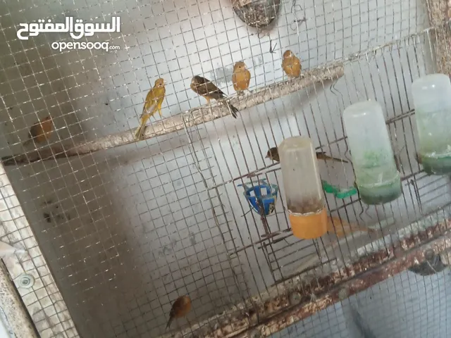طيور للبيع