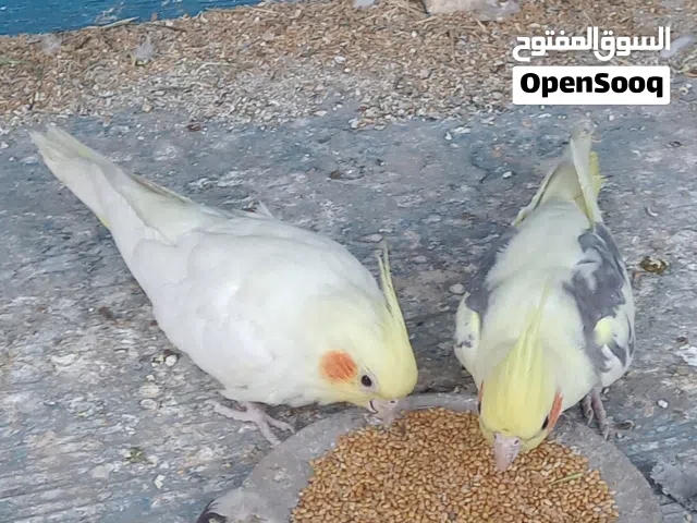 السلام عليكم البيع طيور كوكتيل زوج