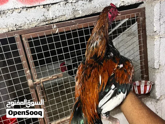 طير للبيع  عمره 10اشهر