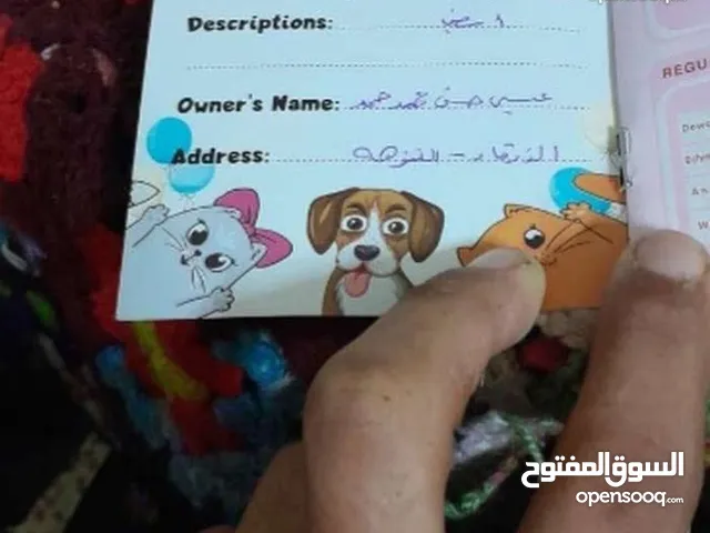 كلب سموايد مستوا عالي