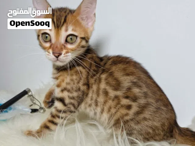 Bengal kitten