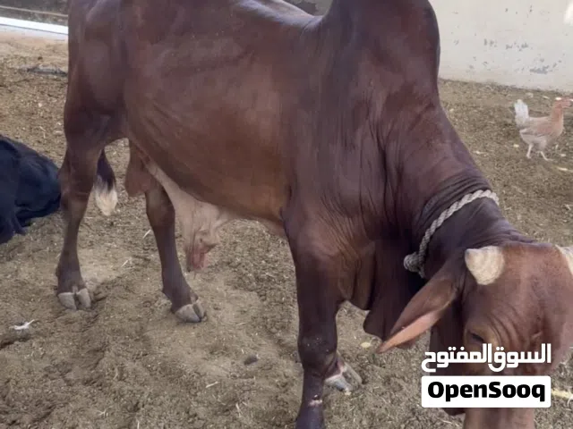 عجل من الحلال صومالي مطعوم فوق سنه ونص وسمين ما شاء الله تبارك الرحمن