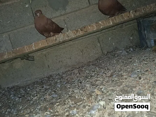 حمام راعبي ونان نجفيات + ابو الفوطة