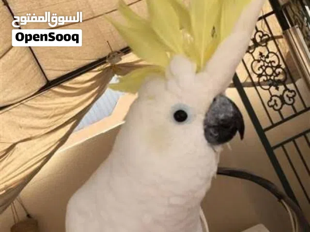 فرخ كوكاتو كرستد للبيع