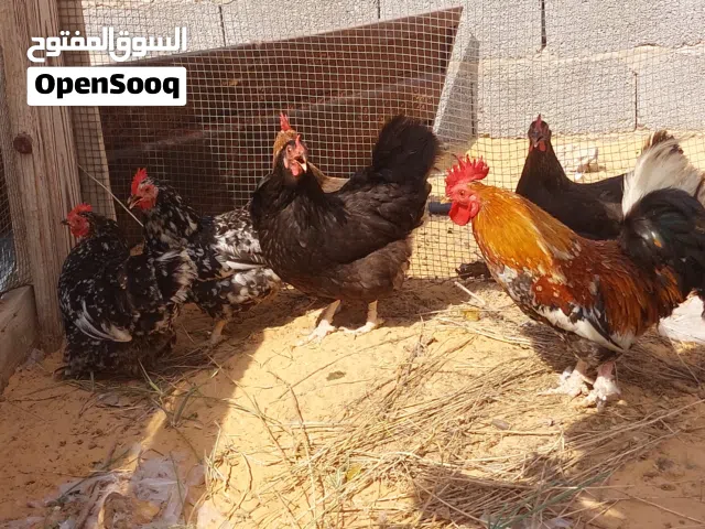 هجين استرالي